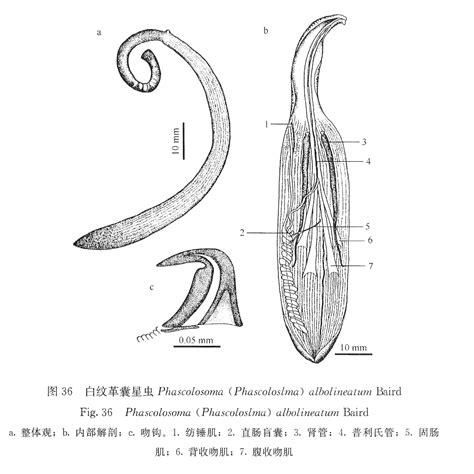 弓形革囊星蟲|弓形革囊星虫